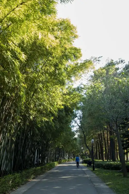 洪湖公园水杉树景影