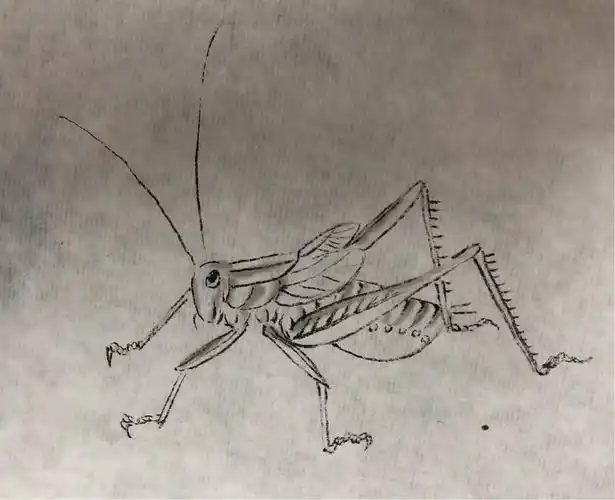 蝈蝈的画法20180623