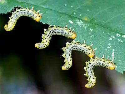 叶蜂幼虫图片