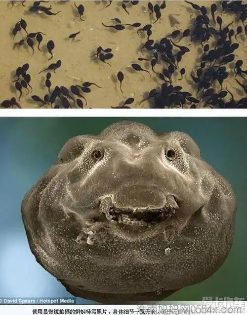 小时候觉得蝌蚪很可