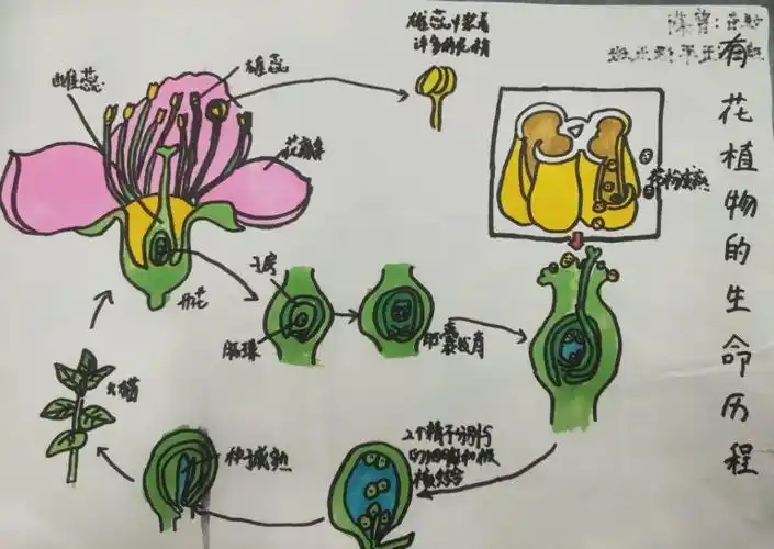 高年级的同学们在科学老师的指导下,图文并茂地对植物的成长进行了