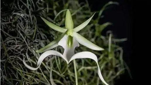 kadupul花——斯里兰卡 很少人能体验kadupul花的美丽,因为它只有在