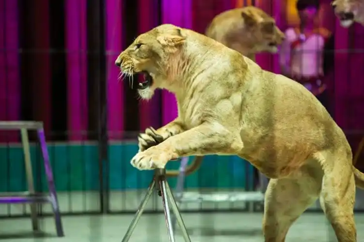 国际大马戏门票免费送送送!群星云集银滩音乐节,嗨翻这个盛夏!