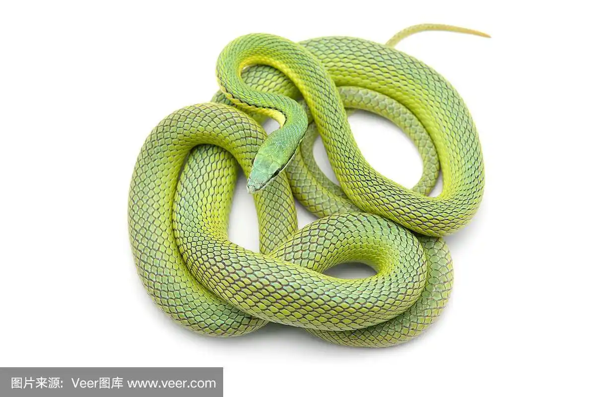 巴伦的绿色赛车蛇孤立在白色背景