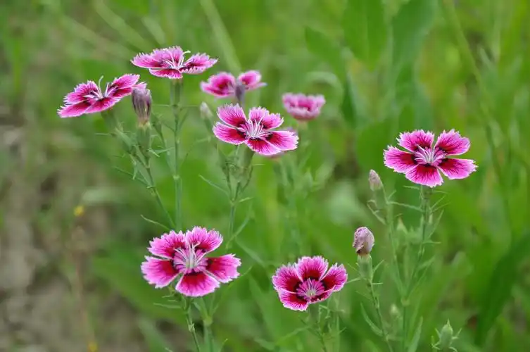 盆栽石竹花期变长做好这几点四季都是花期