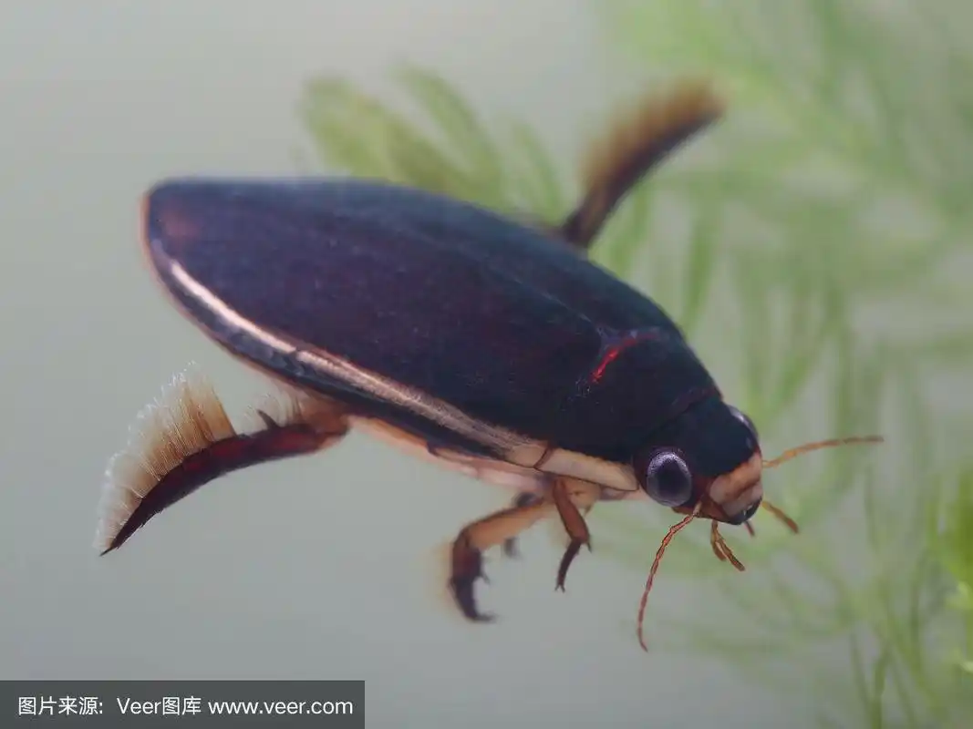 池塘里的潜水甲虫.特写镜头