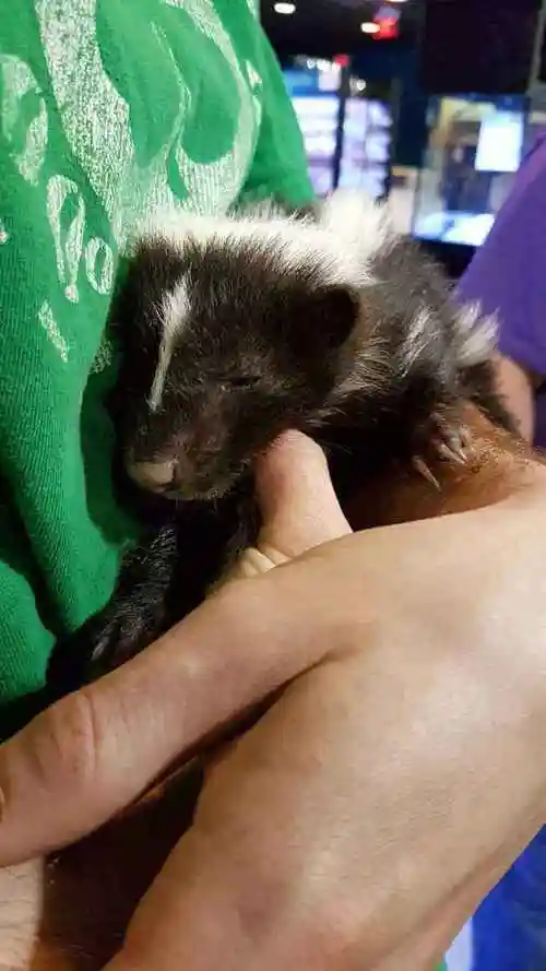 臭鼬到底有多臭臭到眼睛流泪臭到美洲狮都不吃它