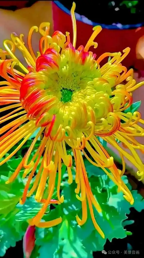 中国最美十大名花,朵朵惊艳,每一种都美到了极点!