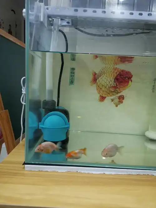 创宁底吸泵吸住鱼