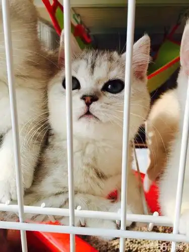 (转让)英短乳色 银渐层出售