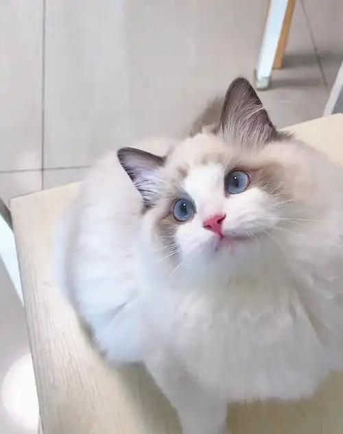 布偶猫最好的花色不是双色而是高白手套色