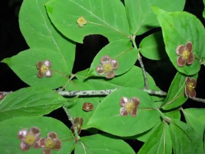每日一花瘤枝卫矛