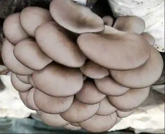 平菇"新科108"入选河南省2024年农业主导品种_产业资讯_食用菌新闻