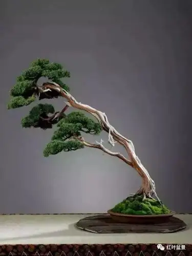 临水式盆景的表现形式及制作要点