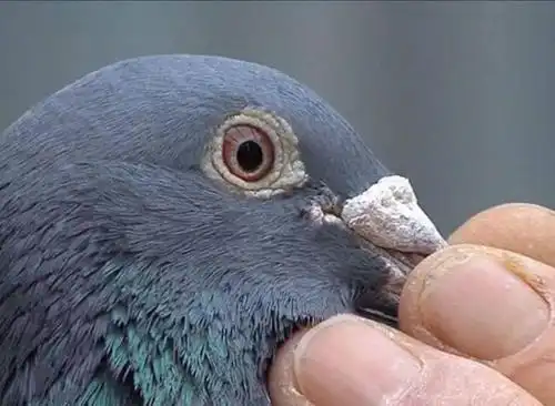 震惊!世界上最贵的10羽鸽子!_欧元