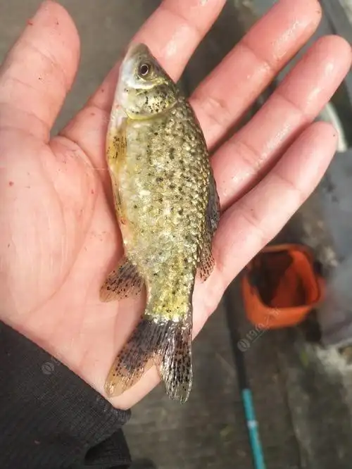 芝麻鲫啊芝麻鲫 拔起来啊拔起来