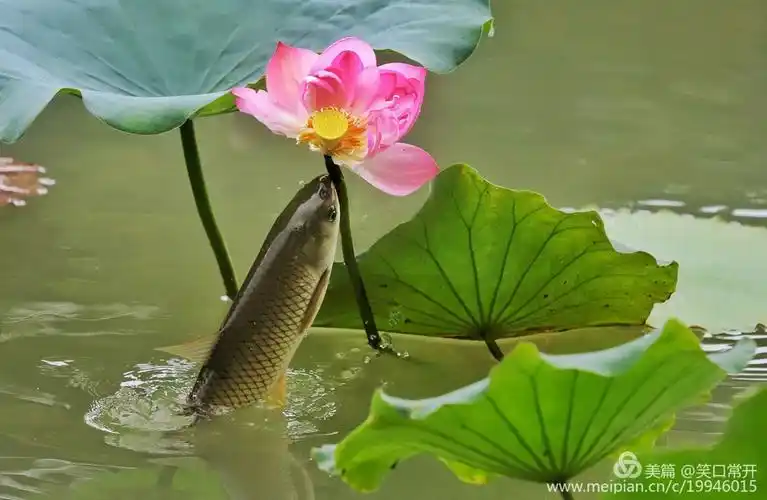 鱼戏荷花,荷逗鱼.