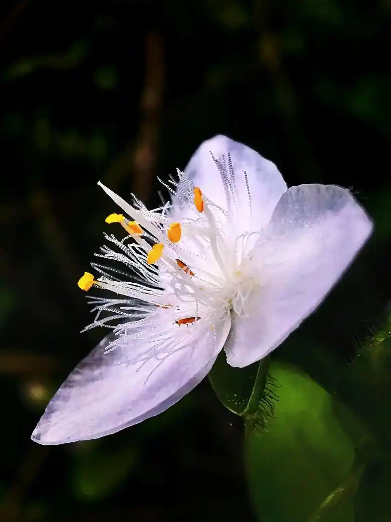 白花紫露草是乡间山野常见的一种植物,乍一看不以为 - 抖音