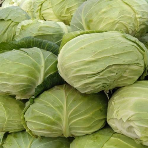 现摘包菜当季包心菜农家蔬菜莲花白绿包菜新鲜8斤9斤精选不带老叶