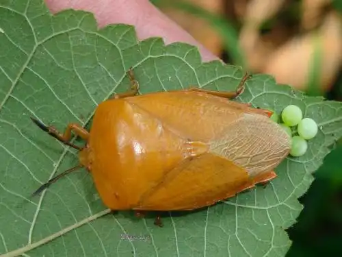 应该是荔蝽 向左转  向右转