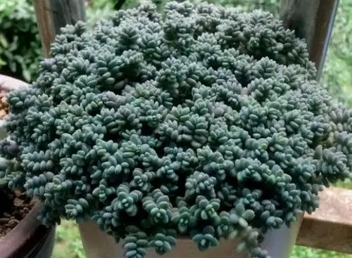 5种喜欢爆盆的多肉家里脸盆都装不下了