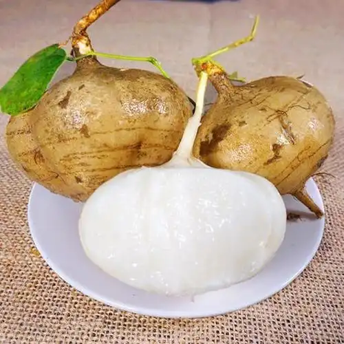 广西凉薯现挖新鲜蔬菜水果农家自种白地瓜豆薯番薯2/5/9斤包邮