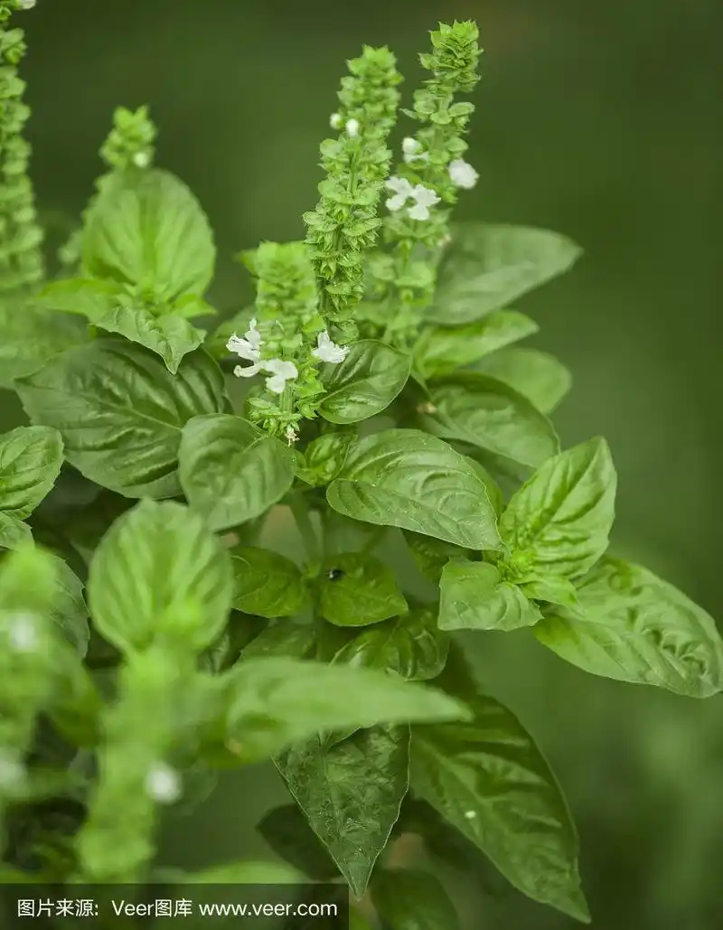 绿色新鲜罗勒花