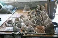 佛耳丽蚌图册_百度百科