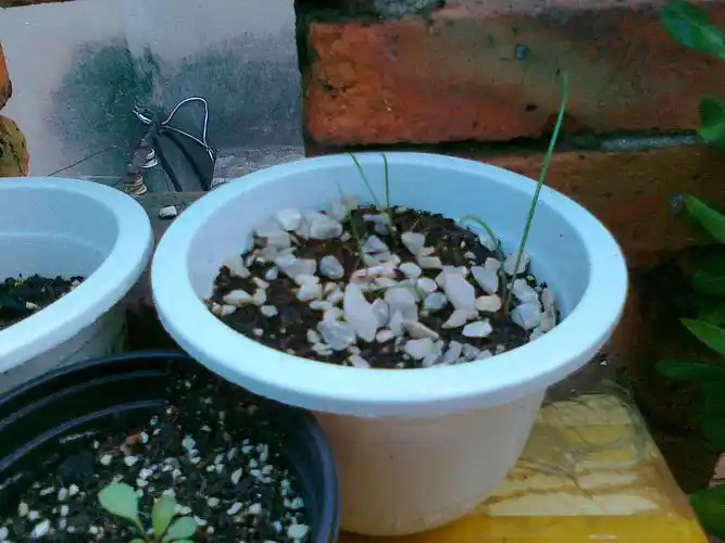 【分享反馈】灯火阑珊处分享的风雨兰种子种植记录