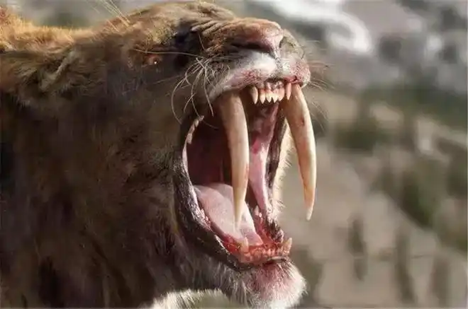 拥有28厘米獠牙的剑齿虎为什么在猎物数量变多后饿死了