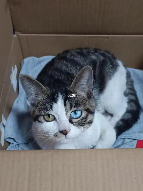 你肯定没见过这样的异瞳猫咪60