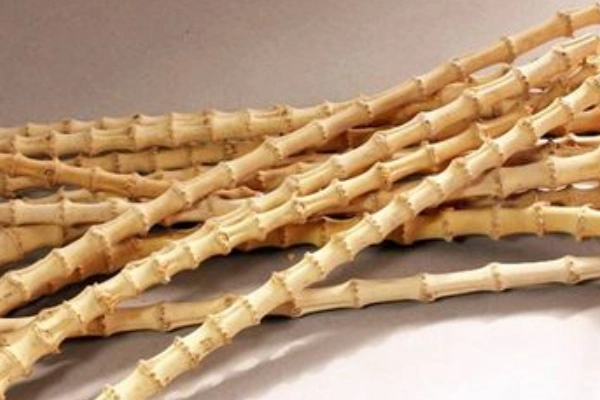 怎么看竹子才能辨别竹鞭的方向有图片吗