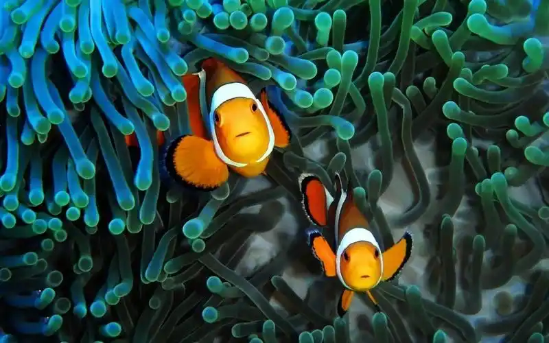 海底世界动物桌面壁纸2