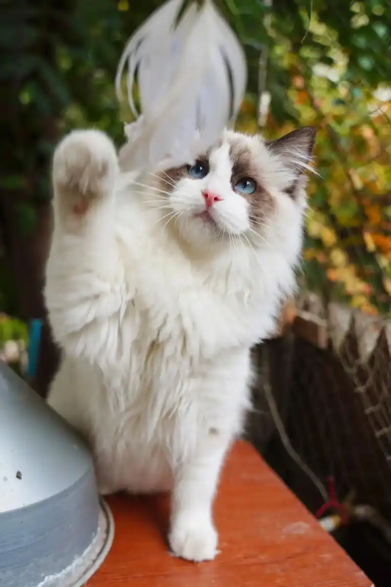 冬日暖手宝海豹双色布偶弟弟蹲有缘新家