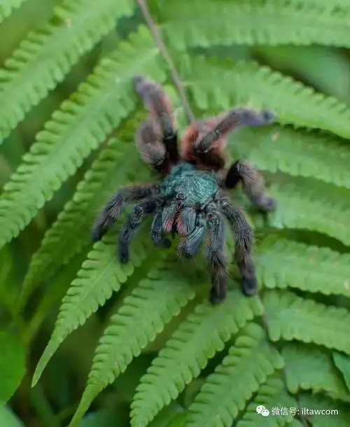 油彩粉红趾蜘蛛