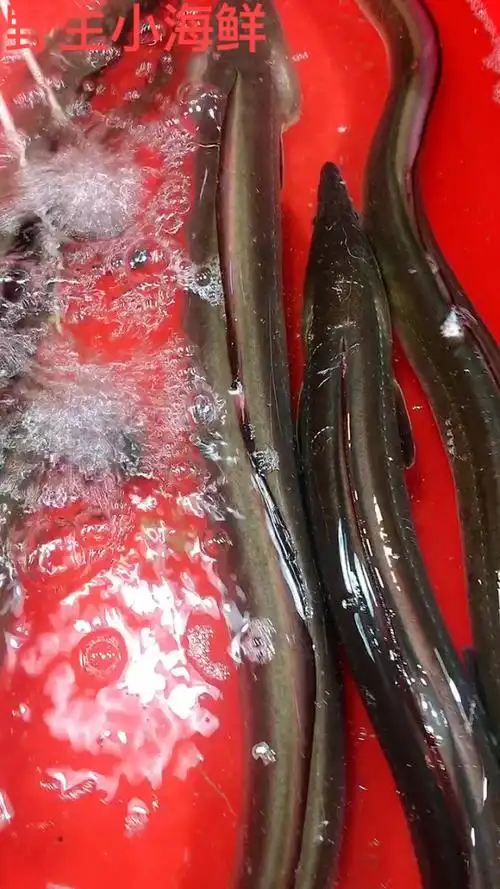 本地野生小海鲜到摊位咯!今日推荐 野生大海鳗  杜鳗 望潮 野生青蟹