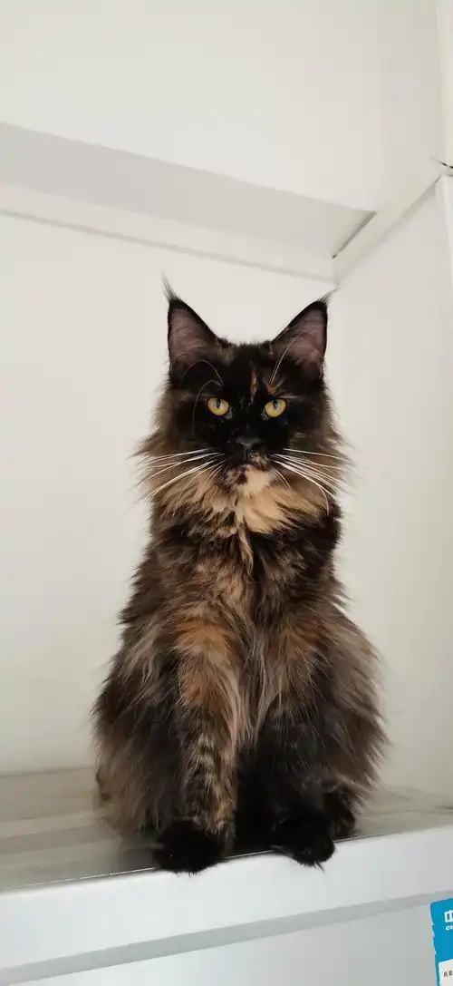 玳瑁色缅因猫找新家