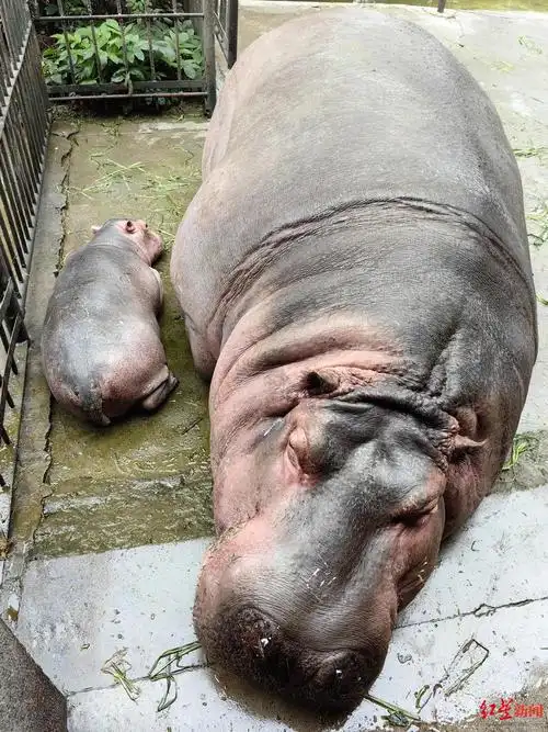 这位公主有点皮成都动物园去年出生的小河马定名首批龙宝宝诞生