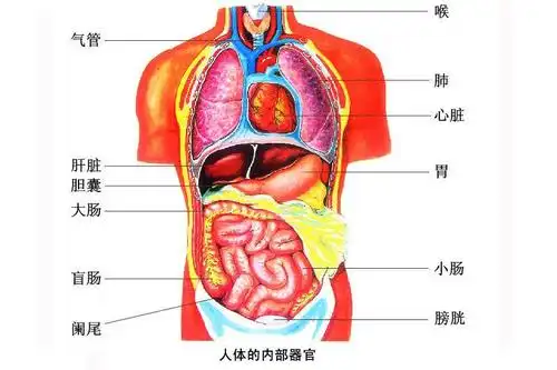 器官|缺失|心脏_新浪新闻