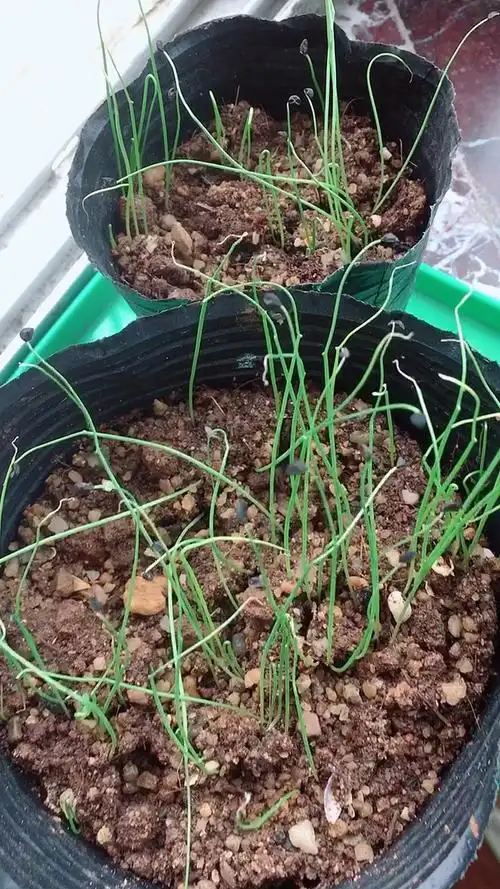 刚播一个星期左右的小葱发芽了.