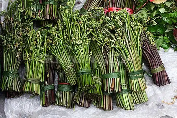 猴子腿_山野菜_长白供销利民电商服务中心