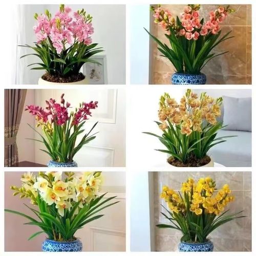 新品晚香玉球根驱蚊虫四季开花重瓣花浓香型花卉盆栽 混色装【驱蚊虫