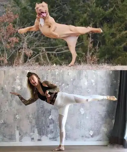 脑洞大开模仿动物练瑜伽搞笑集