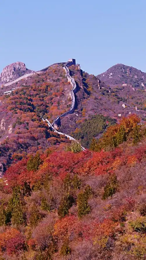 不到长城非好汉,不拍红叶留遗憾;红叶岭上显斑斓,色彩盛宴醉心田!