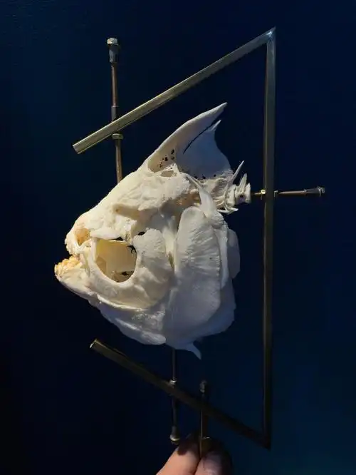 比我牙口还好的鱼鱼头骨标本陈列