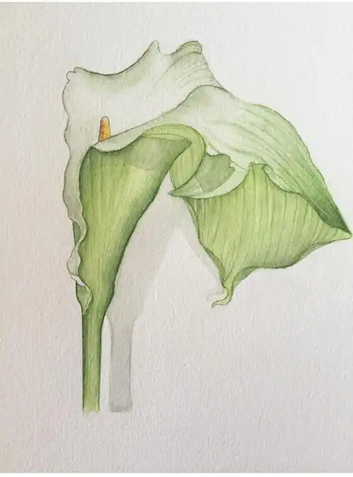 水彩教程丨超详细水彩花卉教程之马蹄莲茅夫人