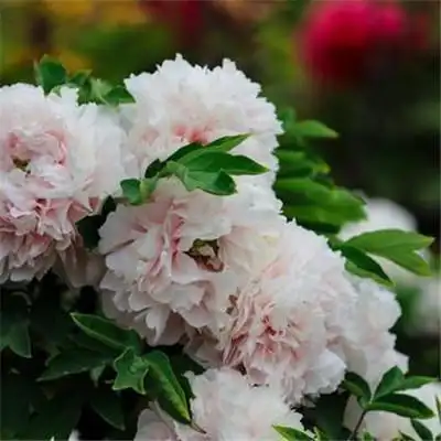 适合做头像的牡丹花朵图片 高清花开富贵牡丹_微信头像_头像屋