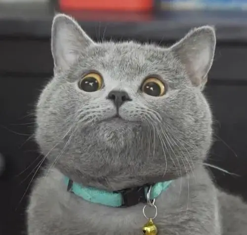 求一个傲娇又贱兮兮的表情包