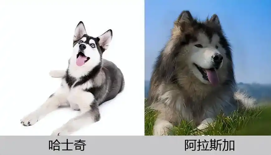 哈士奇和阿拉斯加犬的区别(哈士奇和阿拉斯加的区别在哪里)