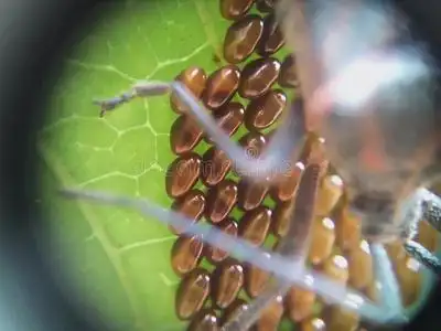 虫卵图片-虫卵素材-虫卵插画-摄图新视界